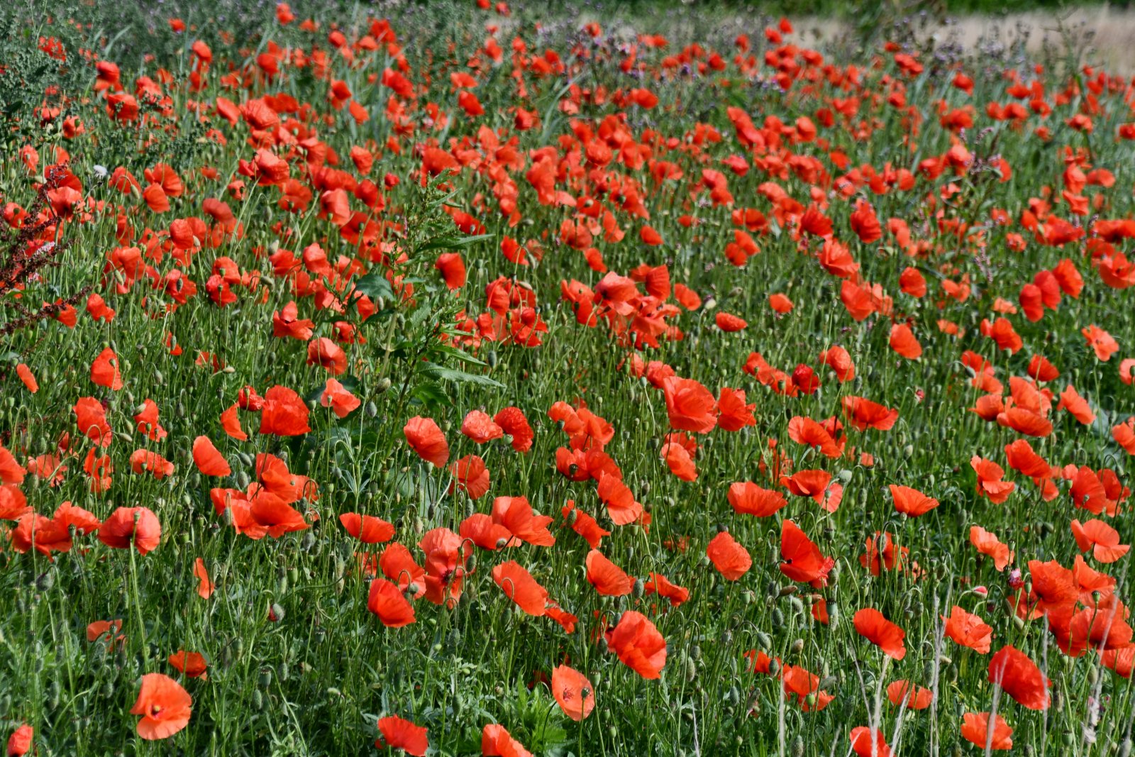 Mohn