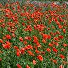 Mohn