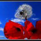 Mohn