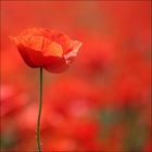 mohn