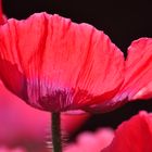 Mohn