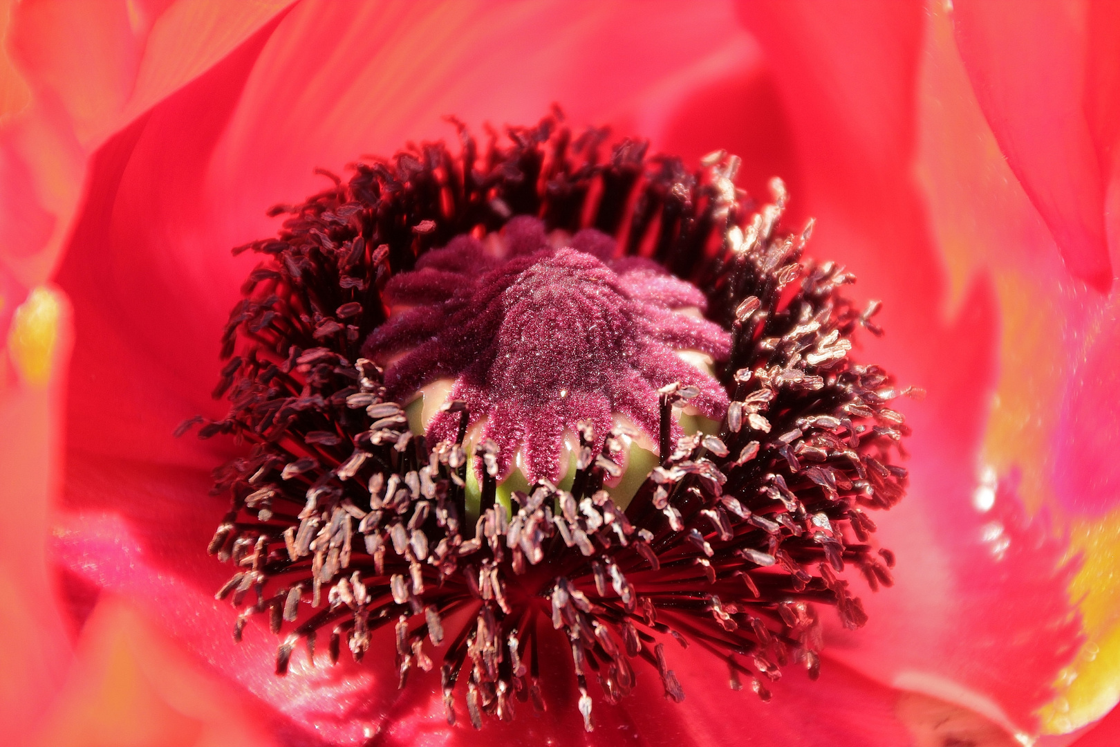 ~ Mohn ~