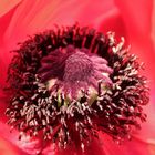 ~ Mohn ~