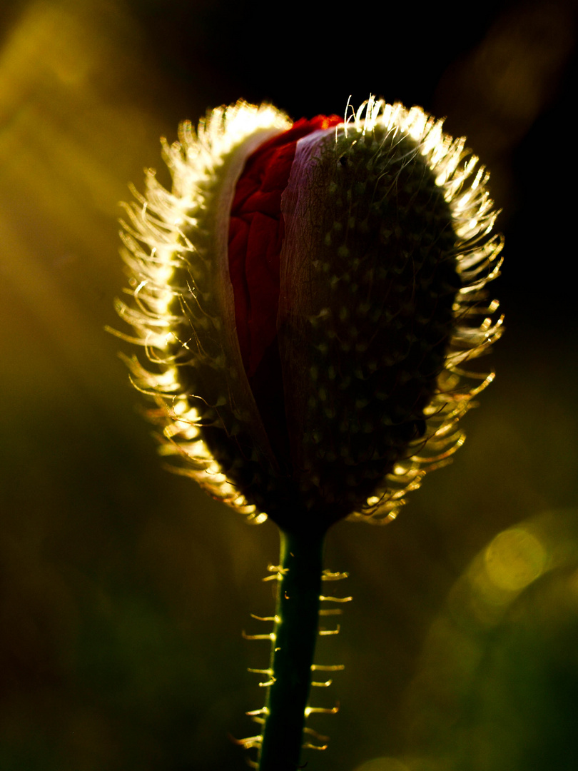 Mohn