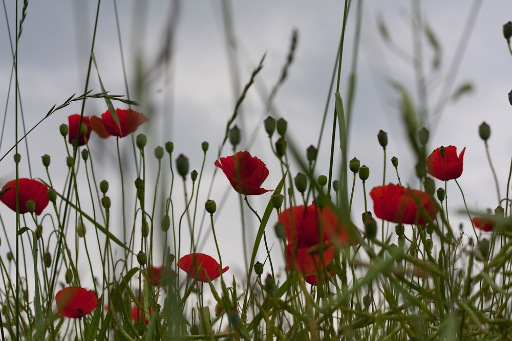 Mohn