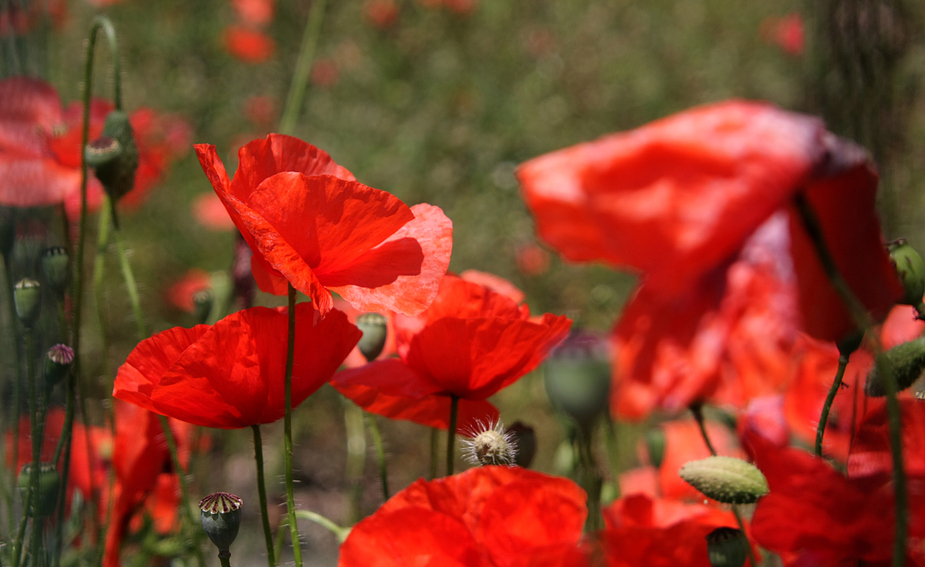 Mohn