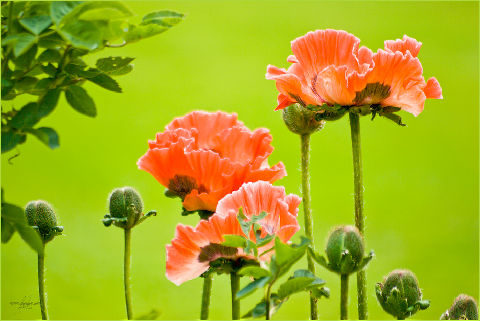 Mohn