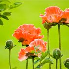 Mohn