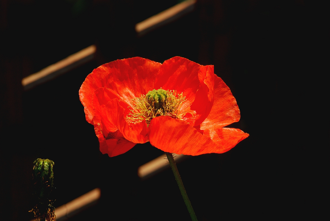 mohn