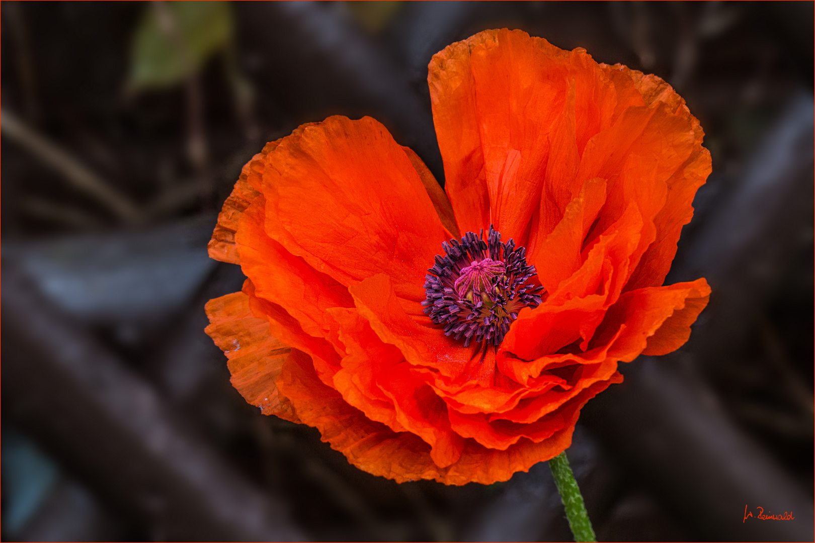 ~~ Mohn ~~