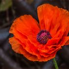 ~~ Mohn ~~