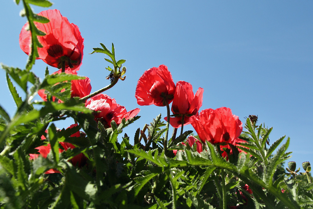 Mohn