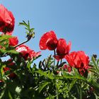 Mohn