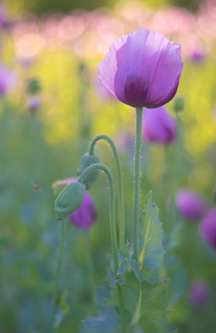 Mohn