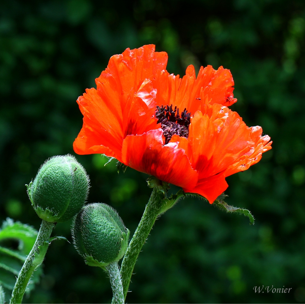 Mohn