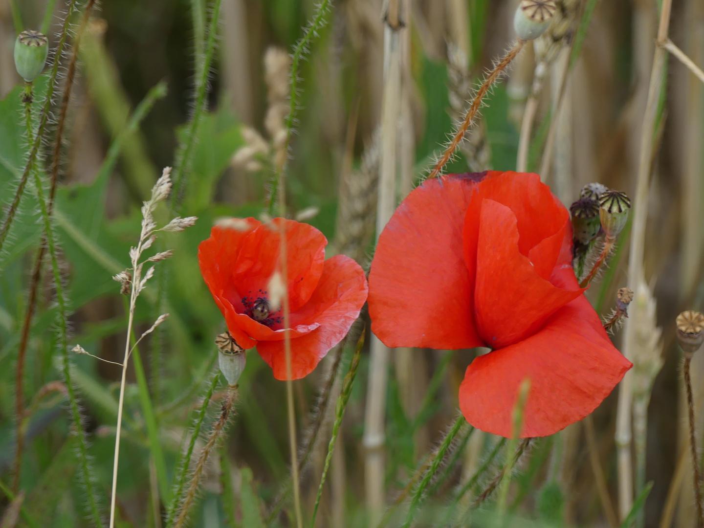 Mohn