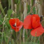 Mohn