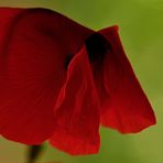 Mohn