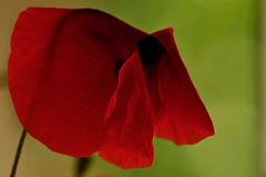 Mohn