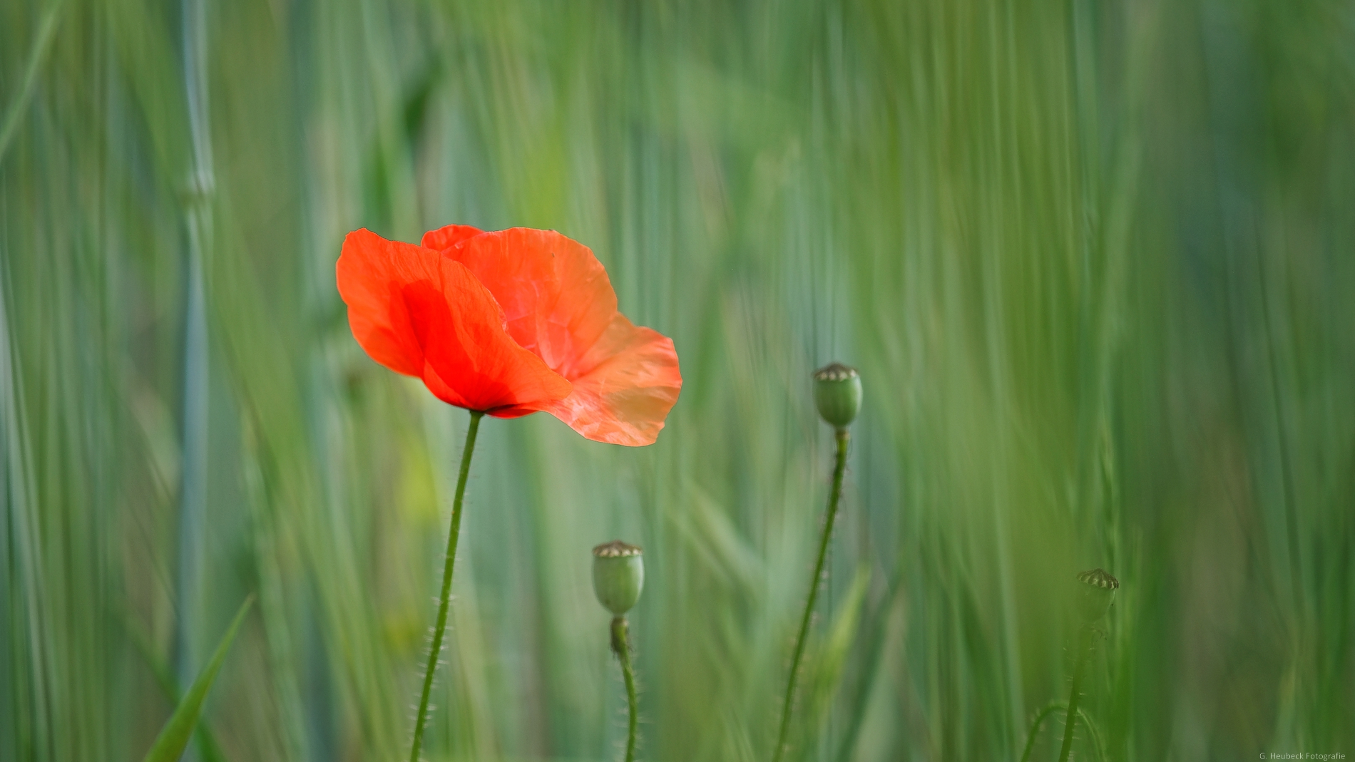 Mohn