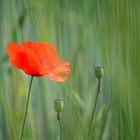 Mohn