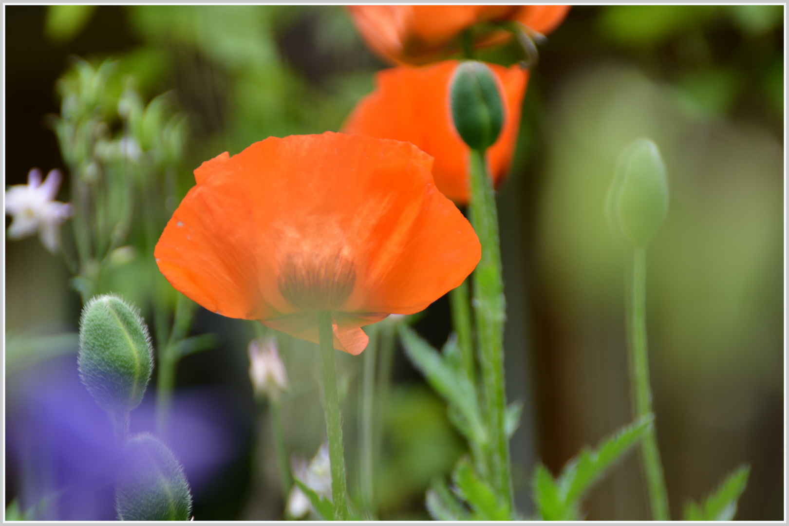 Mohn