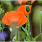 Mohn