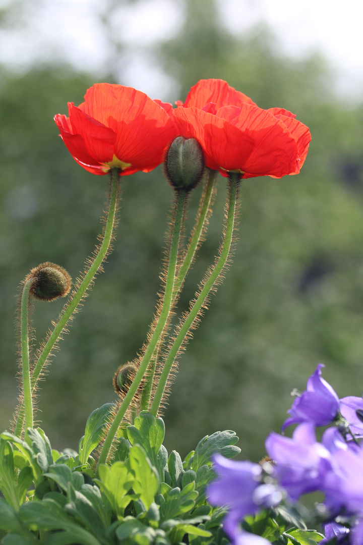 Mohn