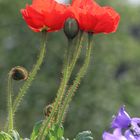 Mohn