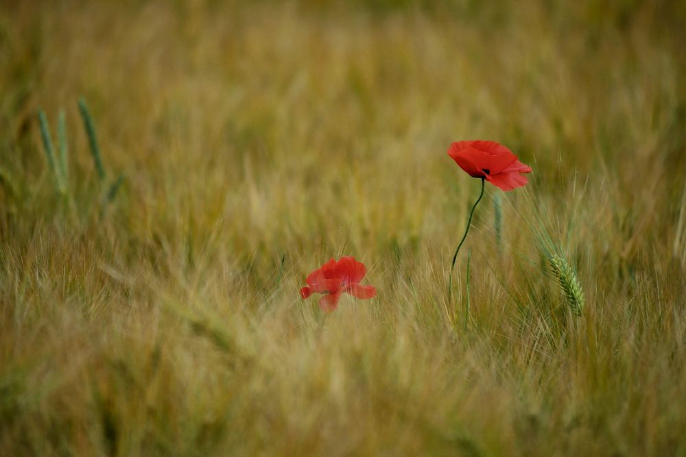 Mohn 