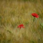 Mohn 