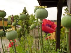 Mohn