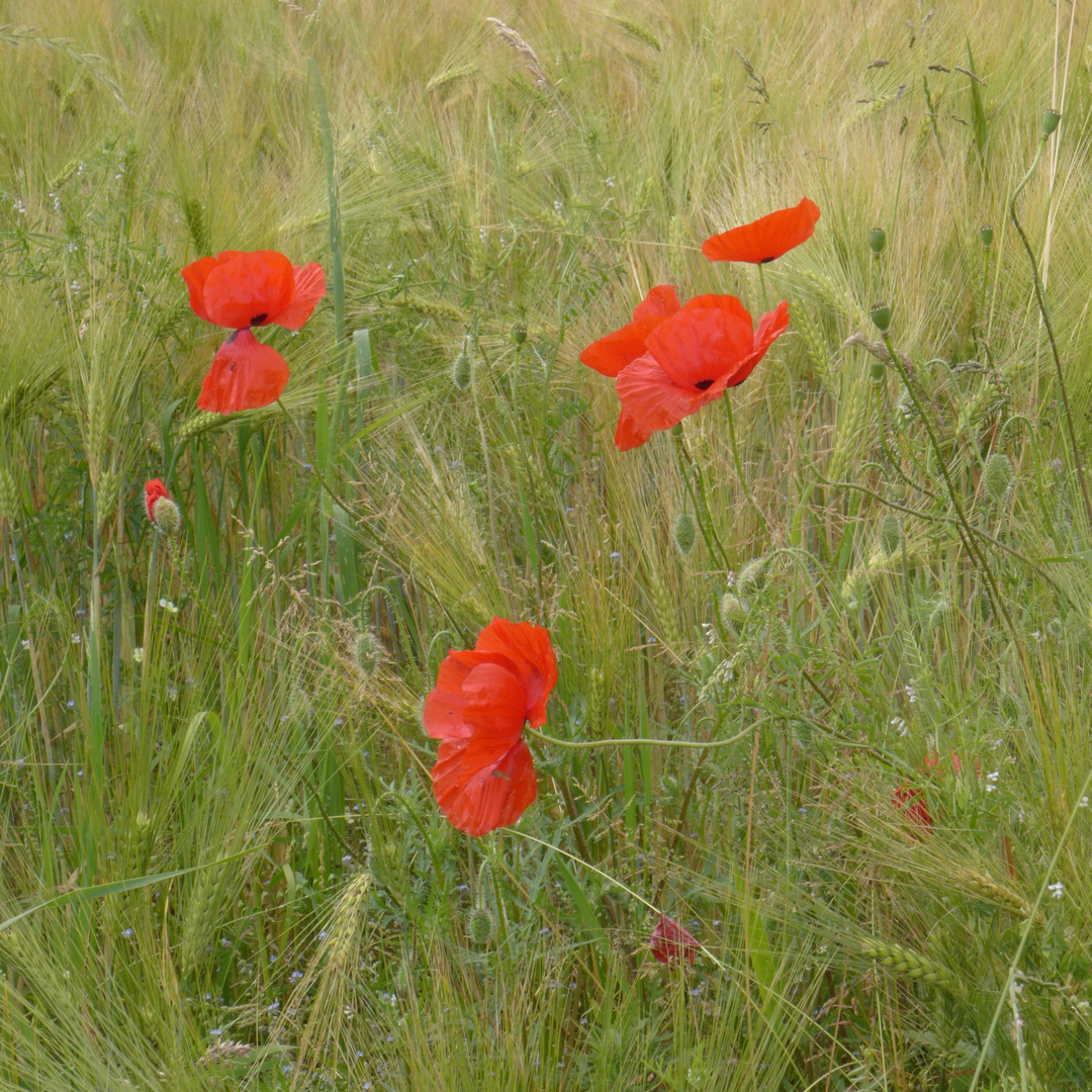 Mohn