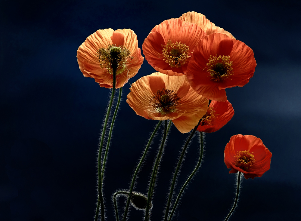 MOHN