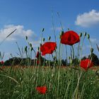 Mohn