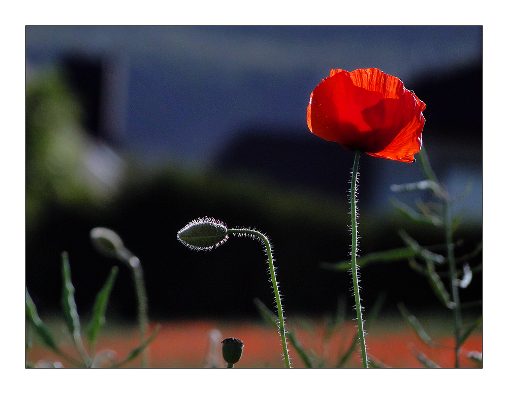 mohn