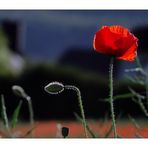 mohn