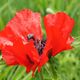 Mohn