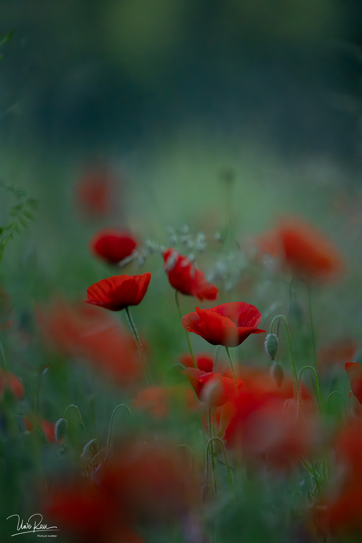 Mohn