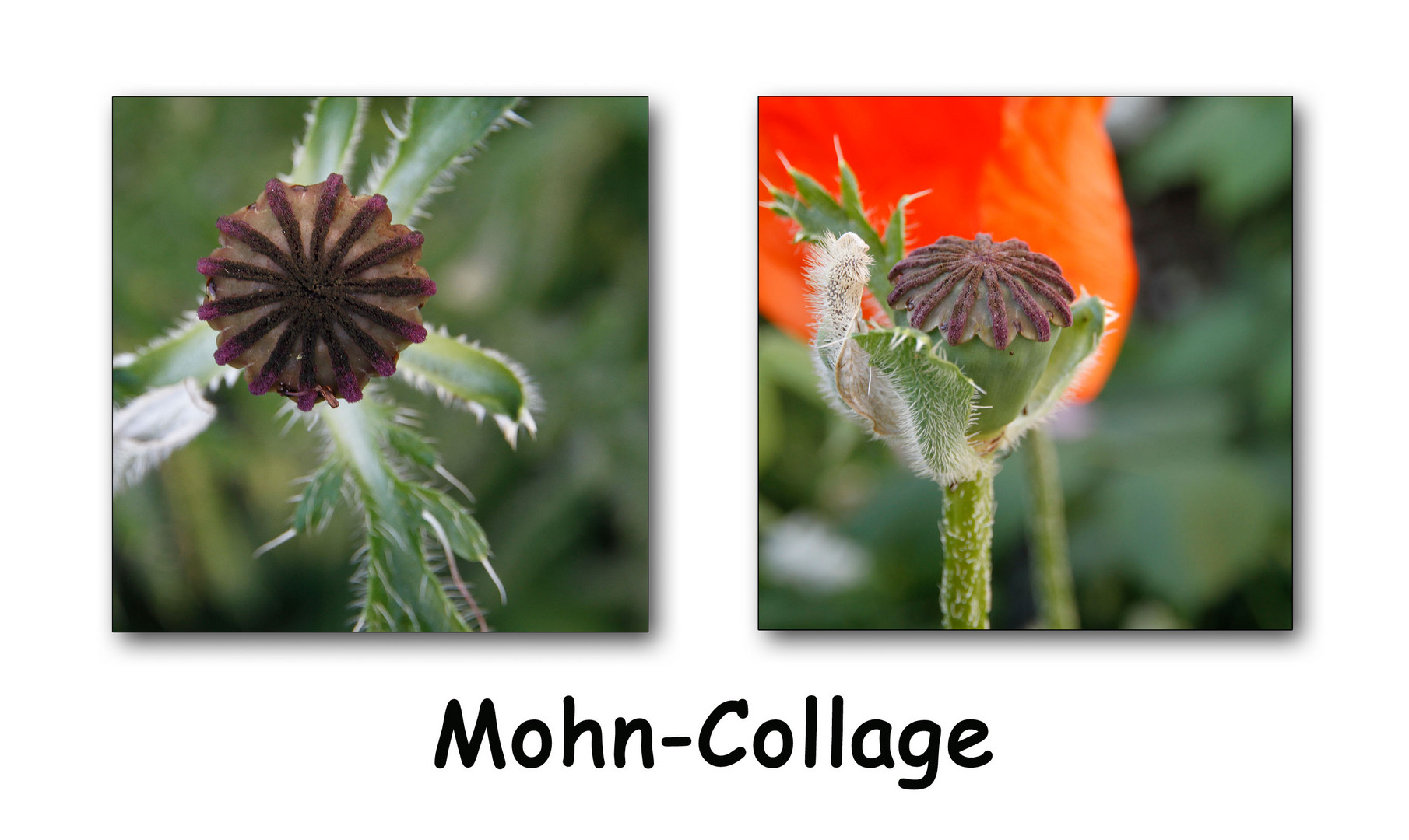 Mohn