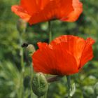 Mohn