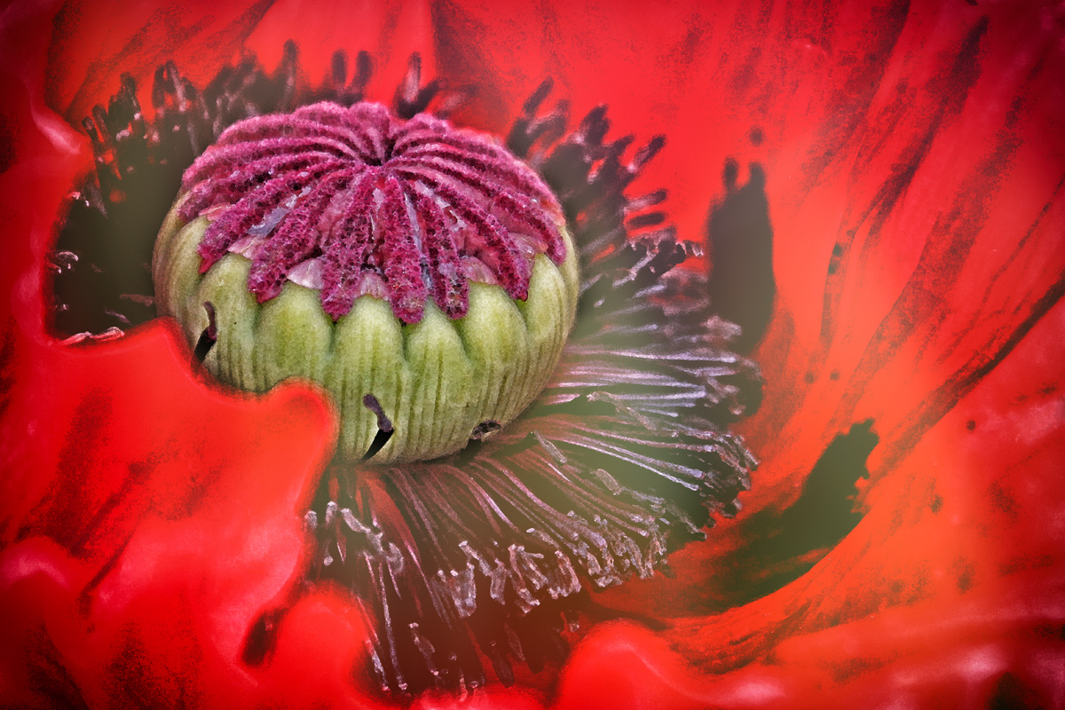 Mohn