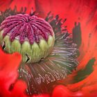 Mohn