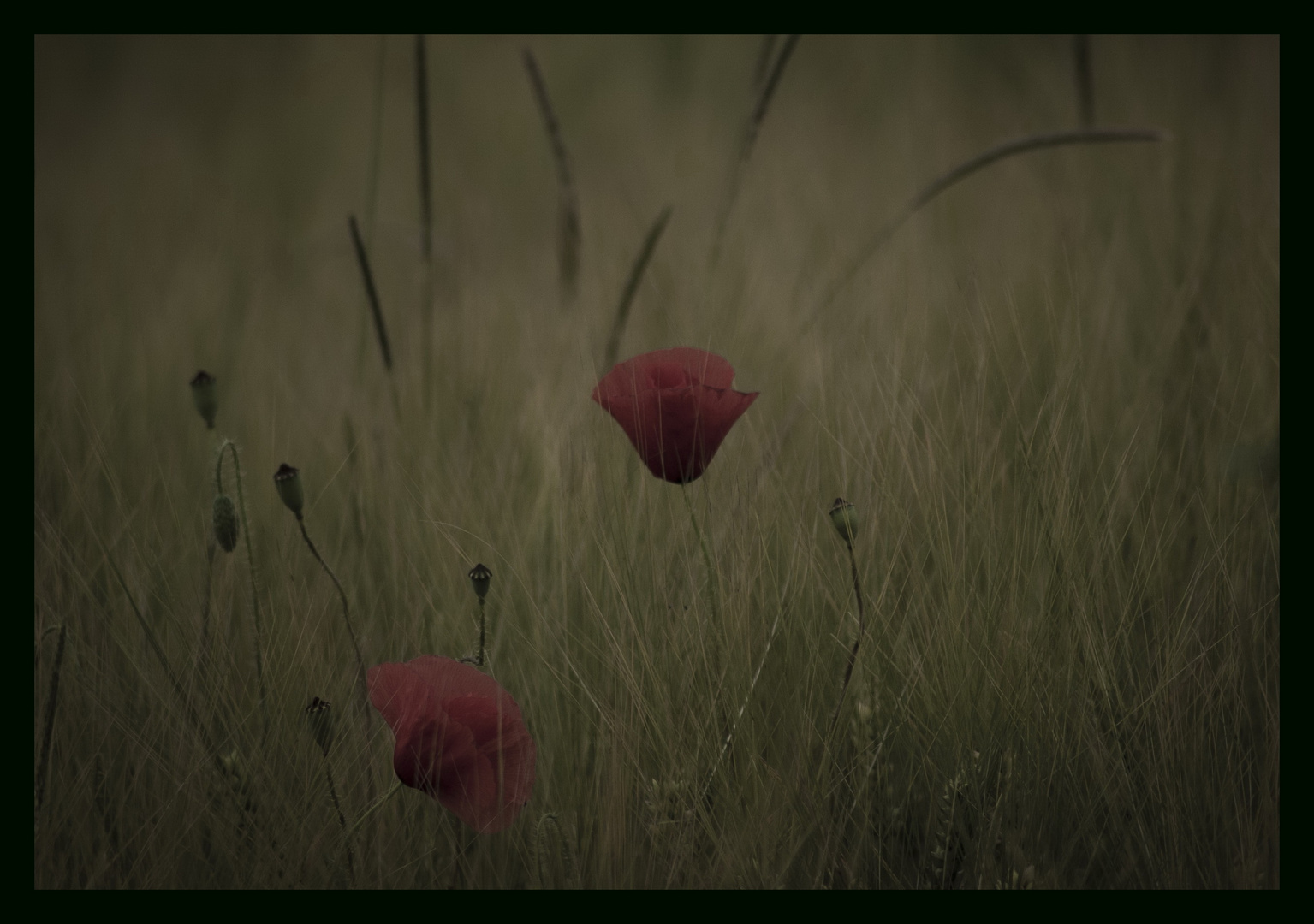 ~Mohn~