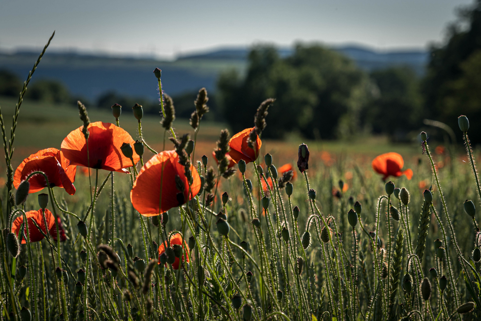 Mohn