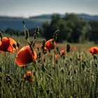 Mohn