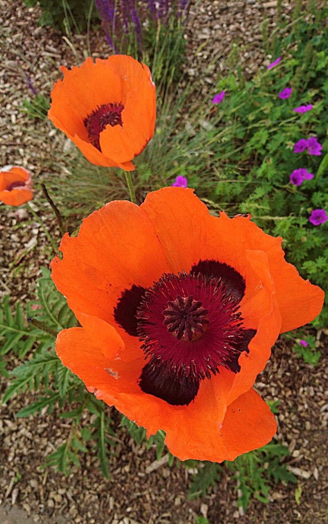 Mohn