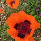 Mohn