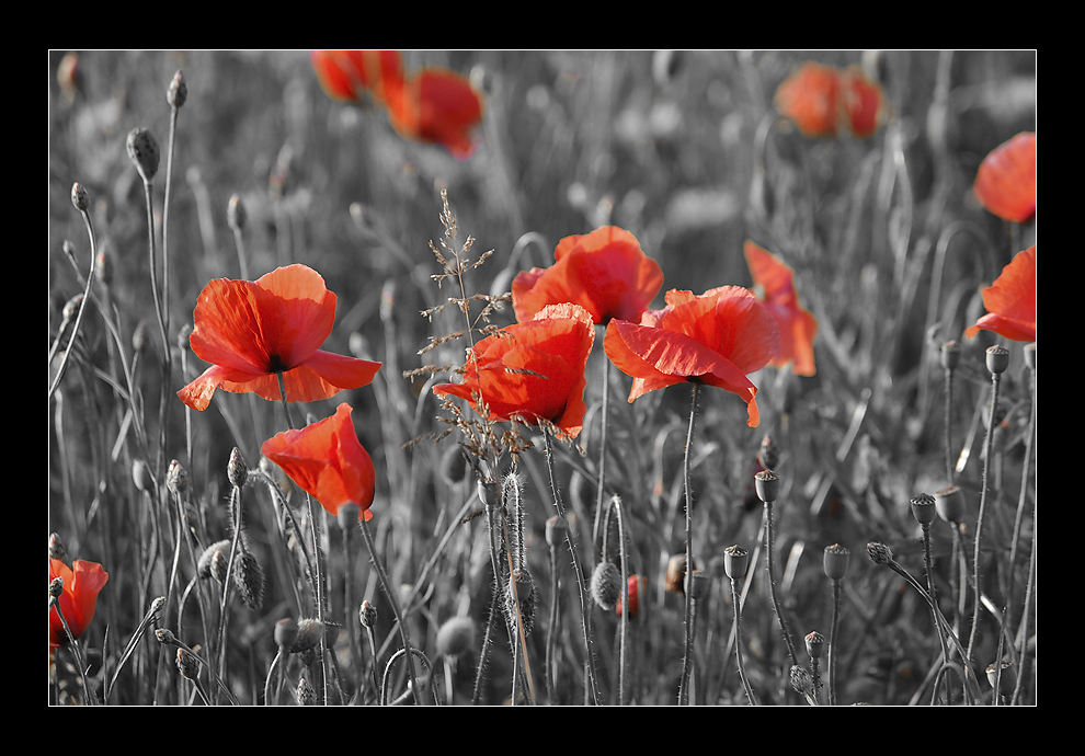 Mohn