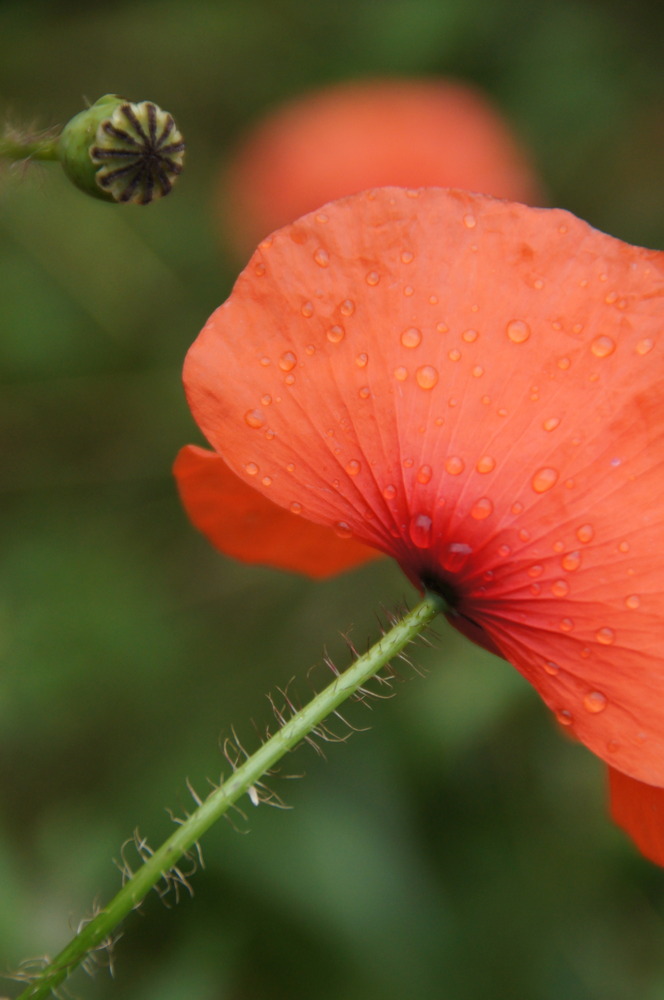 Mohn